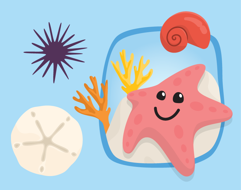 Illustration of a sea stat, urchin, shell, and san dollar.