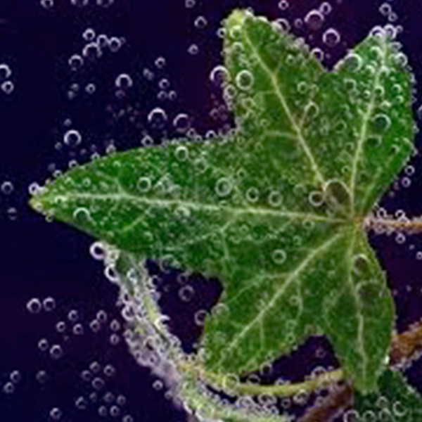 Leaf underwater with air bubbles.