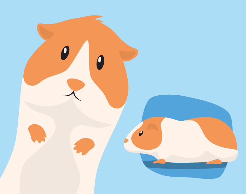 Guinea Pigs