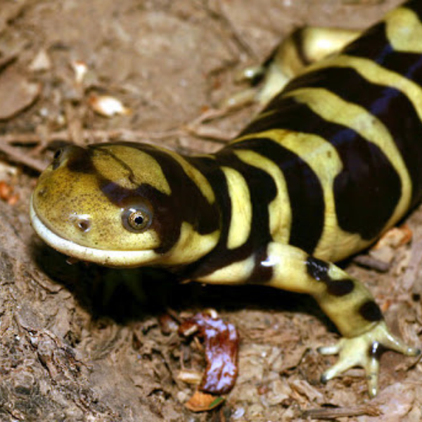 A green and black salamander.